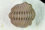 Curled Paciphacops Trilobite - Black Cat Mountain, Oklahoma #168819-2